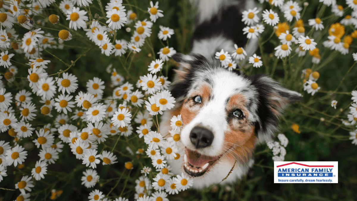 a dog in a field of flowers